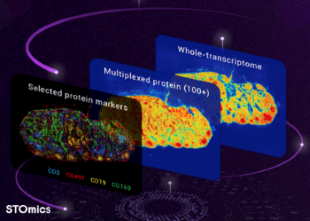 Stereo-CITE Proteo-Transcriptomics Solution